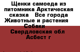 Щенки самоеда из питомника Арктическая сказка - Все города Животные и растения » Собаки   . Свердловская обл.,Асбест г.